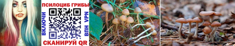 Псилоцибиновые грибы Psilocybe Снежинск